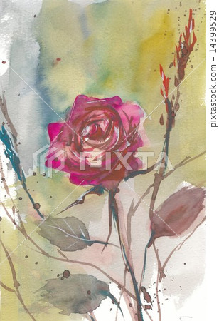玫瑰 14399529