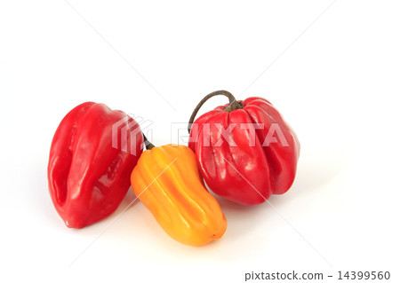 Red and yellow lantern chili 14399560