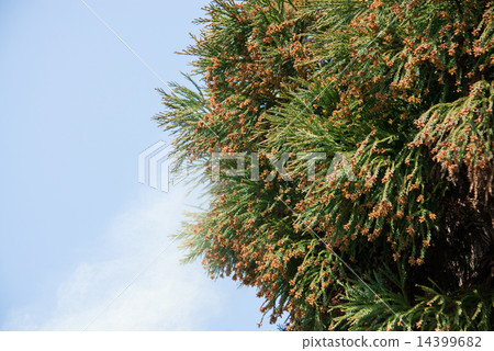 Splashing of cedar pollen 14399682