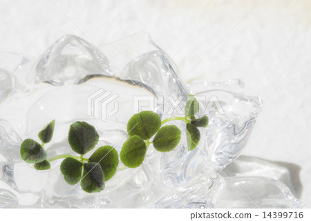 幸運四葉草 幸運四葉草 14399716