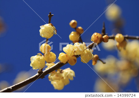 Lobai flower Lobai flower 14399724