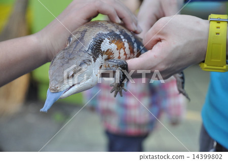 Blue lizard lizard lizard reptile Blue lizard lizard lizard reptile 14399802