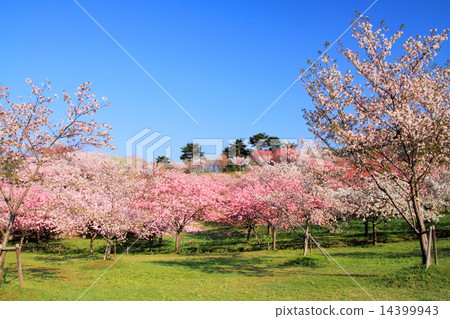 櫻花在Hanazono，日本 14399943