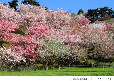 Cherry blossoms in Hanazono, Japan 14399964