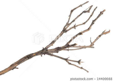 Dry tree branch 14400088