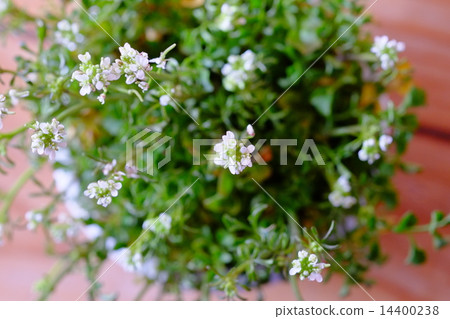 彎曲碎米薺 14400238