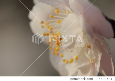 Wet wet by night dew, fantastic as it is in the morning sun, lively, high-key white flowers (white plum) 14400384