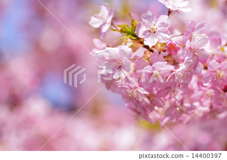 Kawazu cherry tree Kawazu cherry tree 14400397