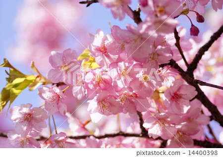 Kawazu cherry tree Kawazu cherry tree 14400398