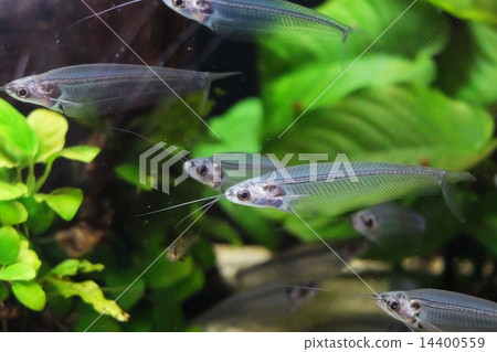 半透明的草鯰魚 14400559