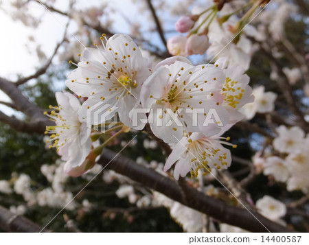 Cherry Blossoms Cherry Blossoms 14400587