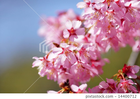 Okamezakura 14400712