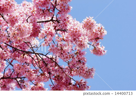 Okamezakura 14400713