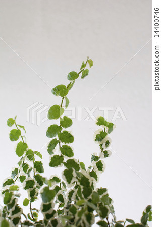 榕Pumila 榕Pumila 14400746