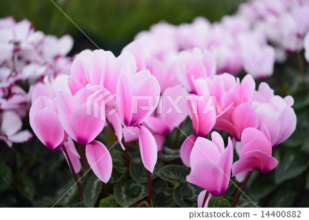 仙客來 仙客來 14400882