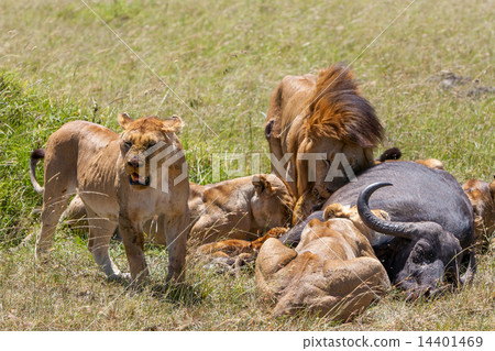 Lions Feeding Lions Feeding 14401469