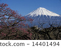 Iwamoto Yama Park的富士山和李子 14401494