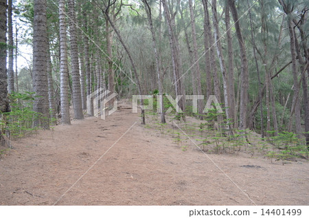 Ridge Trail 14401499