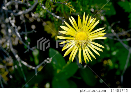 horseheal/ or Inula horseheal/ or Inula 14401745