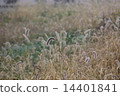 晨霧天 14401841