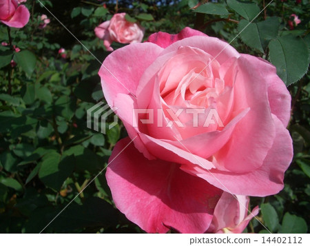rose rose 14402112