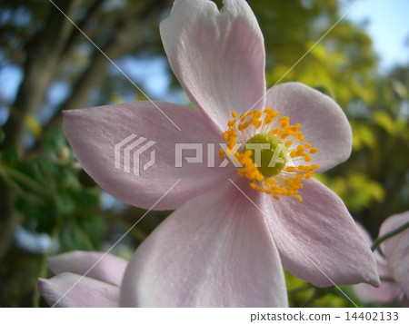 Shumayigiku 14402133