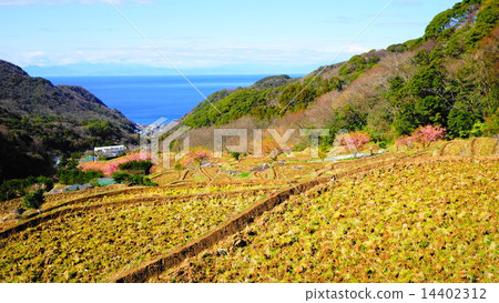 Rice paddy field of Ishibe 1 14402312