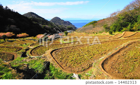 Rice paddy field of Ishibe 2 Rice paddy field of Ishibe 2 14402313