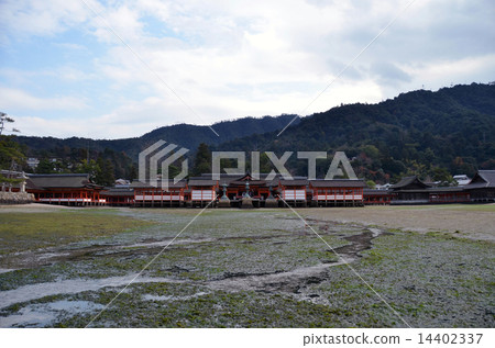 Itsukushima shrine at low tide 14402337