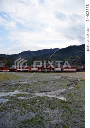 Itsukushima shrine at low tide 14402338