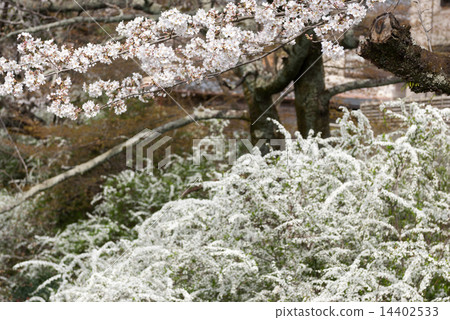 The Way of Philosophy Cherry Blossoms and Snow Yanagi 14402533