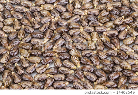 Castor oil seeds-ricinus communis 14402549