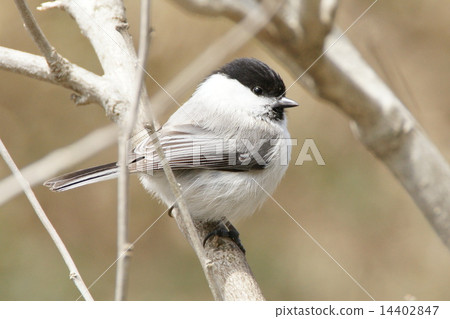 Willow tit 14402847