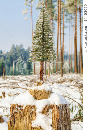 Artificial fir in destroyed forest on the stump  14403030
