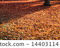 Autumn leaves carpet 14403114