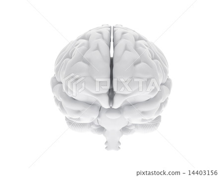 3d human brain 3d human brain 14403156