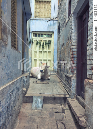 Holy city of Varanasi, India Holy city of Varanasi, India 14403181