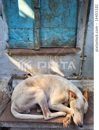 Holy city of Varanasi, India Holy city of Varanasi, India 14403182