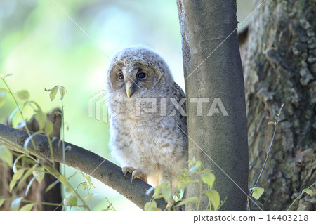 貓頭鷹的小妞 14403218