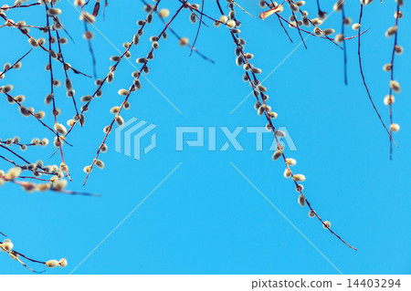 Pussy willow branches with white catkins on a blue Pussy willow branches with white catkins on a blue 14403294