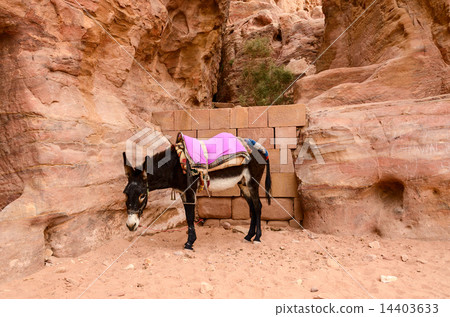 Jordan, Petra. Donkey as local transportation Jordan, Petra. Donkey as local transportation 14403633