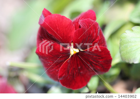 酒紅色紫羅蘭 14403902