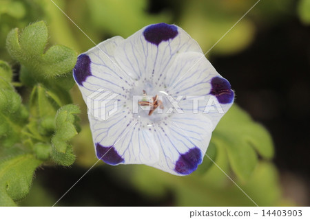 McLata McLata 14403903