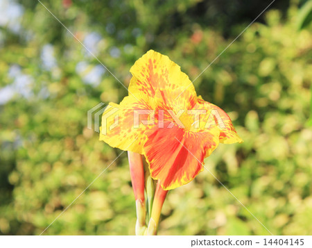 Yellow Flower 14404145