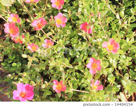 Pink Flowers 14404154
