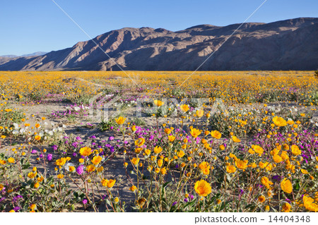 Desert Wildflower Desert Wildflower 14404348