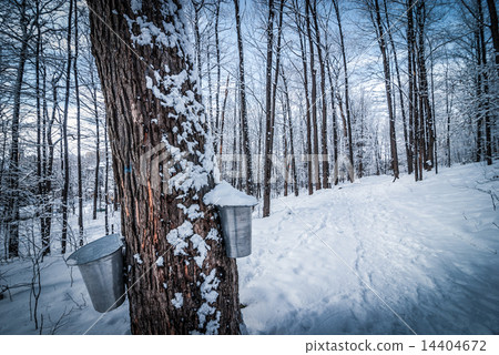 Maple syrup buckets on trees in Maple forest. Maple syrup buckets on trees in Maple forest. 14404672