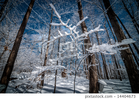 Snow covered baby maple tree in a snowy forest.. Snow covered baby maple tree in a snowy forest.. 14404673