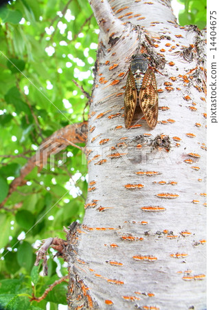 Shrine Abra Zemi大型棕色蟬在樹蔭下放鬆 14404675