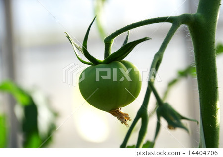 番茄2 14404706